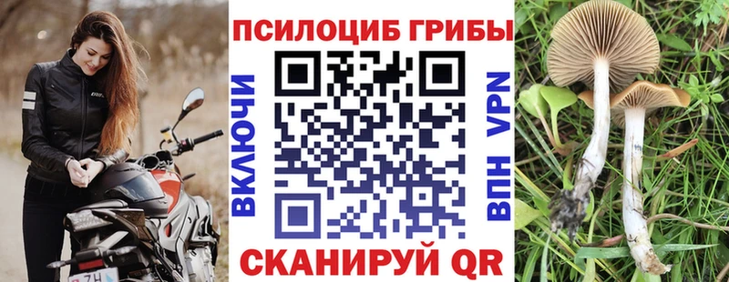 Галлюциногенные грибы Psilocybine cubensis где купить наркоту это Telegram Аткарск